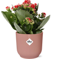 kalanchoe-rosalina-don-justino-rot-elho-vibes-fold-rose-14cm-freigestellt