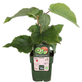 Kiwi Actinidia deliciosa ‘Jenny’ – selbstfruchtende Bio-Kletterpflanze
