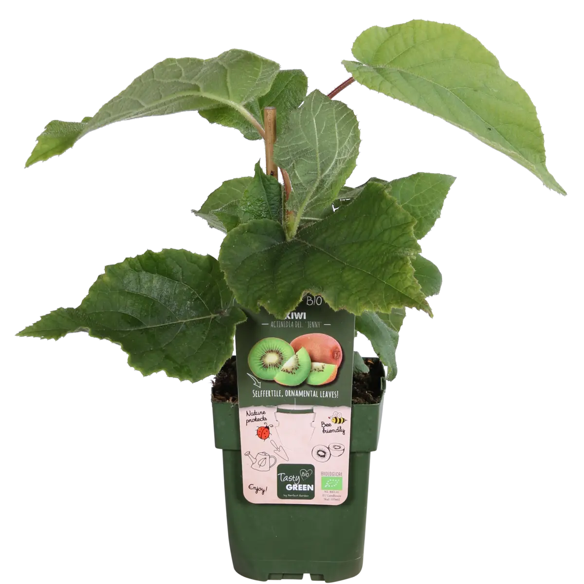 Kiwi Actinidia deliciosa ‘Jenny’ – selbstfruchtende Bio-Kletterpflanze