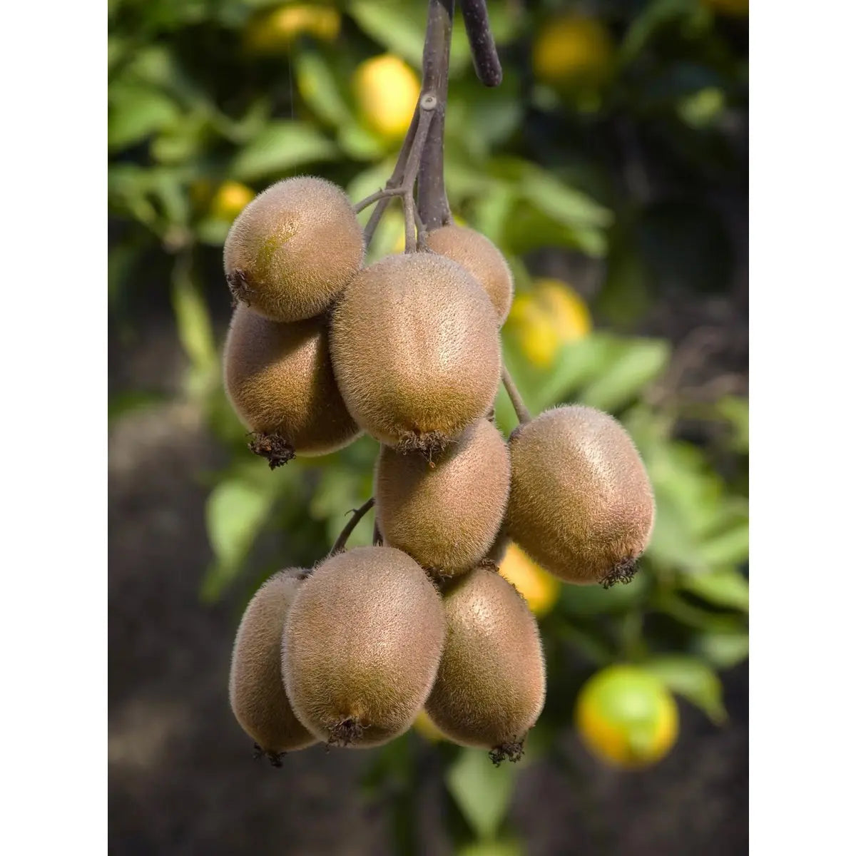 Kiwi-Frucht im Anschnitt – hellgrünes Fruchtfleisch mit schwarzem Kernring