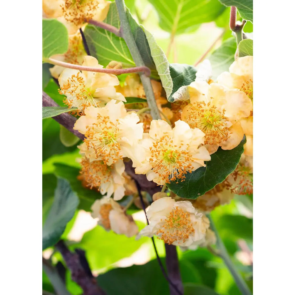 Kiwi-Blüte weiß-rosa – Actinidia deliciosa ‘Jenny’ in der Blütezeit