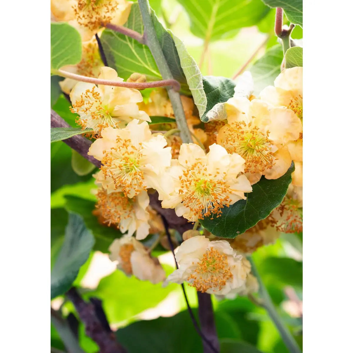 Kiwi-Blüte weiß-rosa – Actinidia deliciosa ‘Jenny’ in der Blütezeit