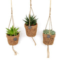Kokopot String Succulent Mix 3er Set Ø10 cm – Sukkulenten im Kokostopf Gesamtansicht