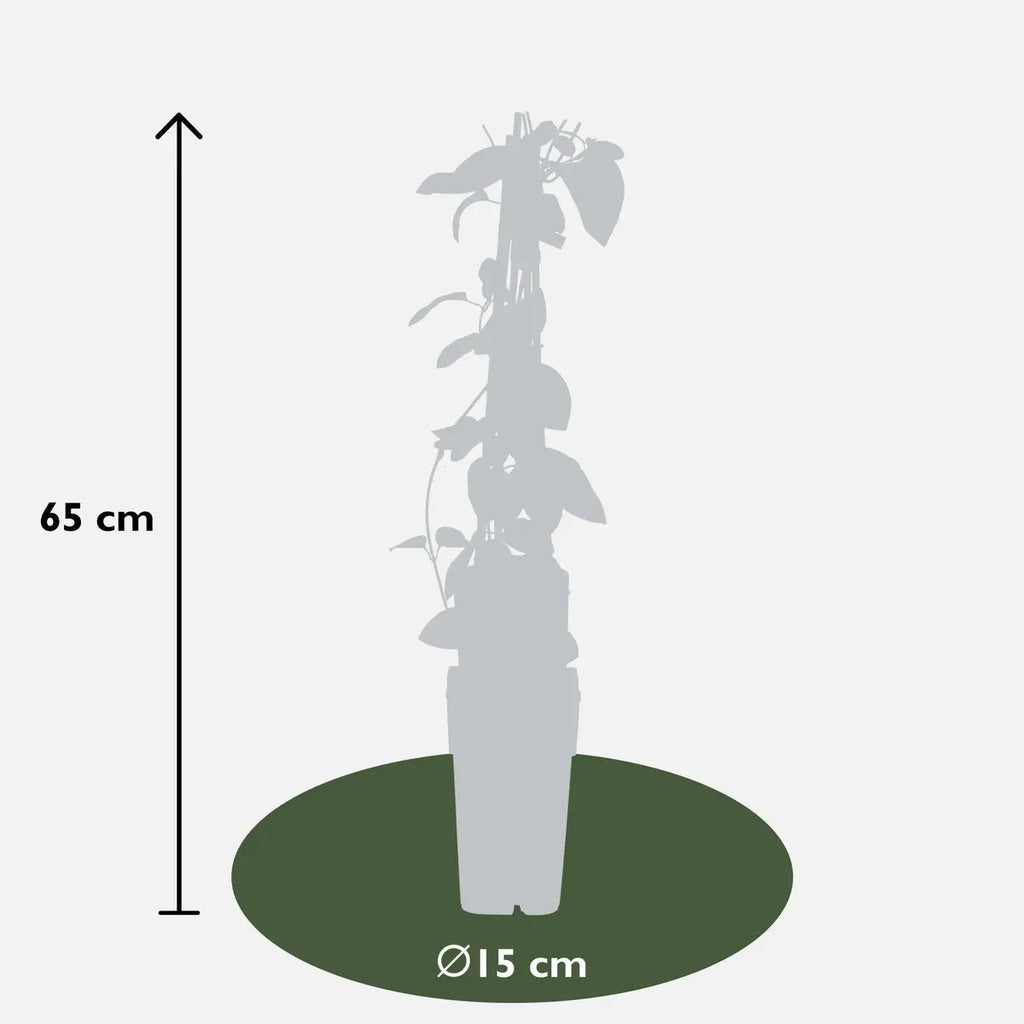Liefergröße Lonicera halliana – Kulturtopf Ø15 cm und Höhe ca. 65 cm