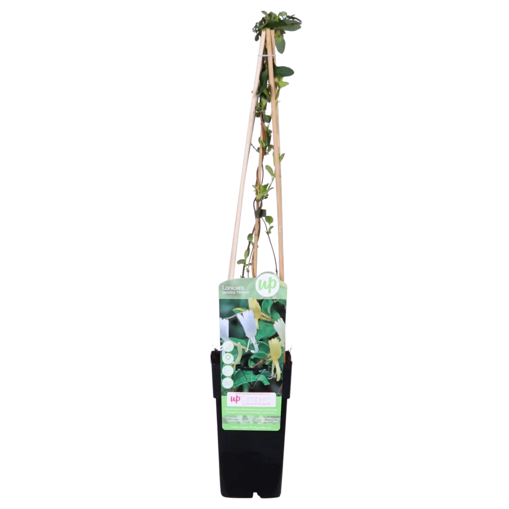 Lonicera halliana weiße Kamperfoelie als Kletterpflanze, Ø15 cm Topf, 65 cm hoch