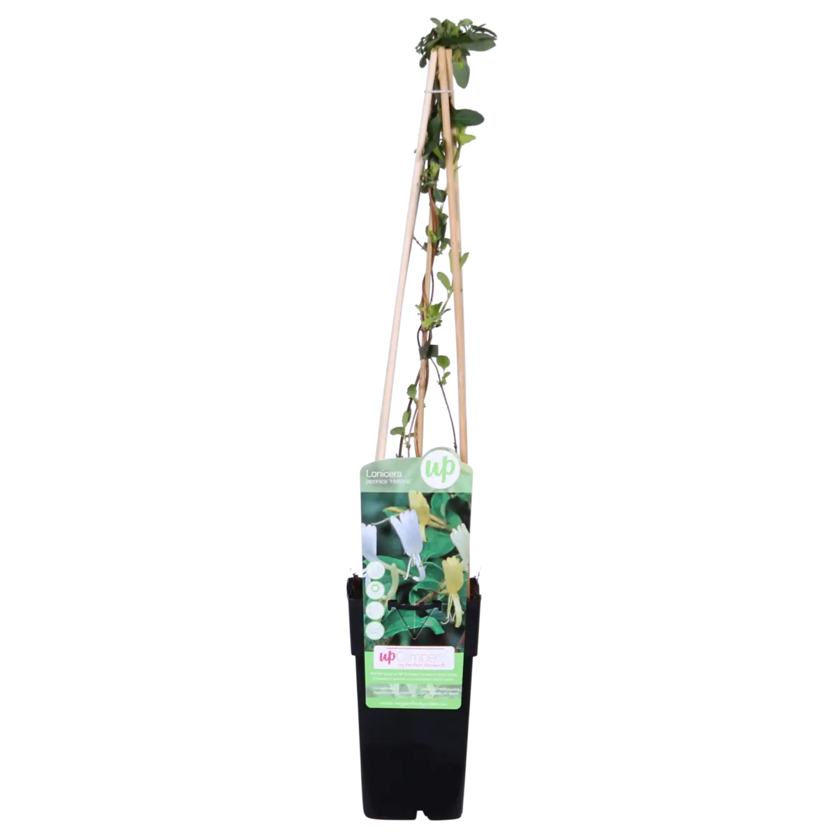 Lonicera halliana weiße Kamperfoelie als Kletterpflanze, Ø15 cm Topf, 65 cm hoch