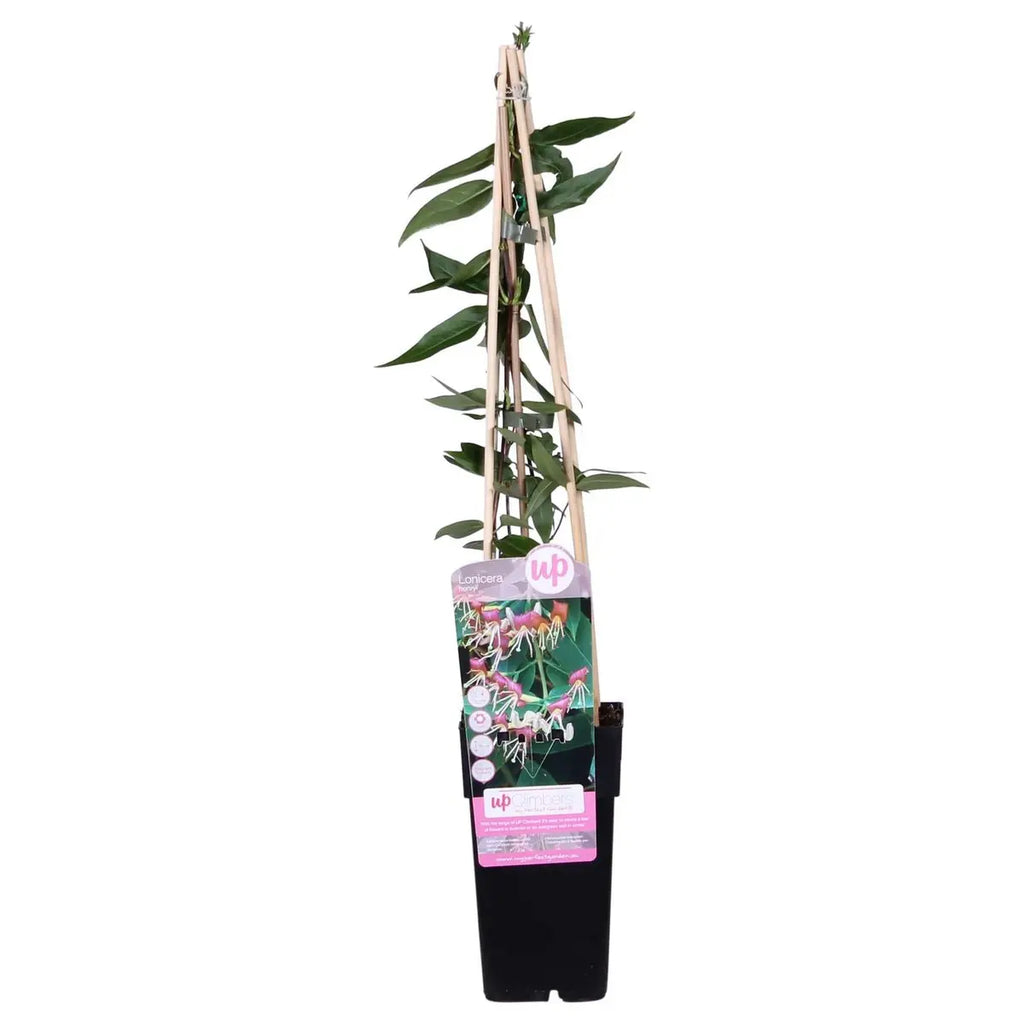 Duftende Lonicera henryi Kamperfoelie – ideal nahe Terrasse und Sitzplatz
