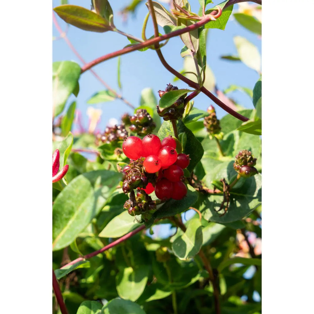 „Lonicera periclymenum ‘Serotina’ Kaprifolie mit rosa-gelben Blüten“