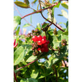„Lonicera periclymenum ‘Serotina’ Kaprifolie mit rosa-gelben Blüten“