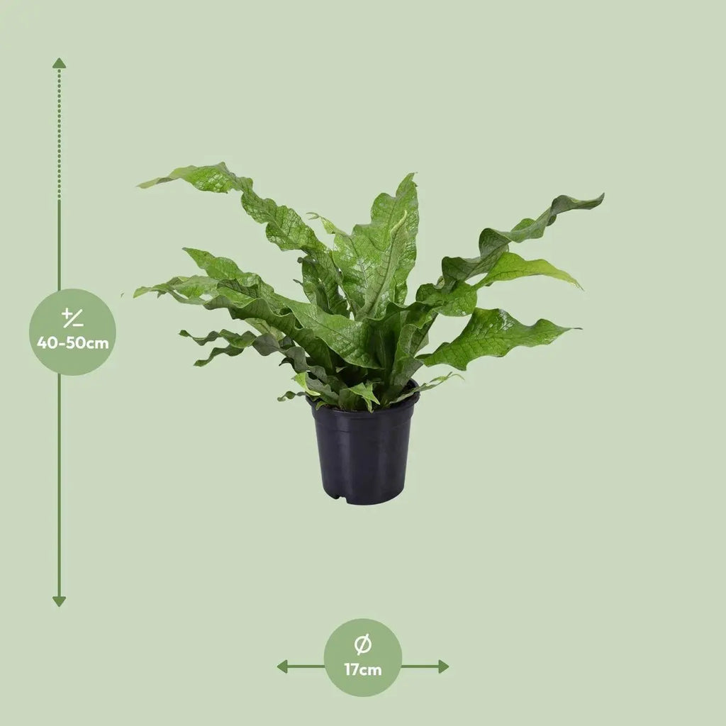 Microsorum diversifolium Kangoeroe-Farn Ø12 cm – Gesamtansicht