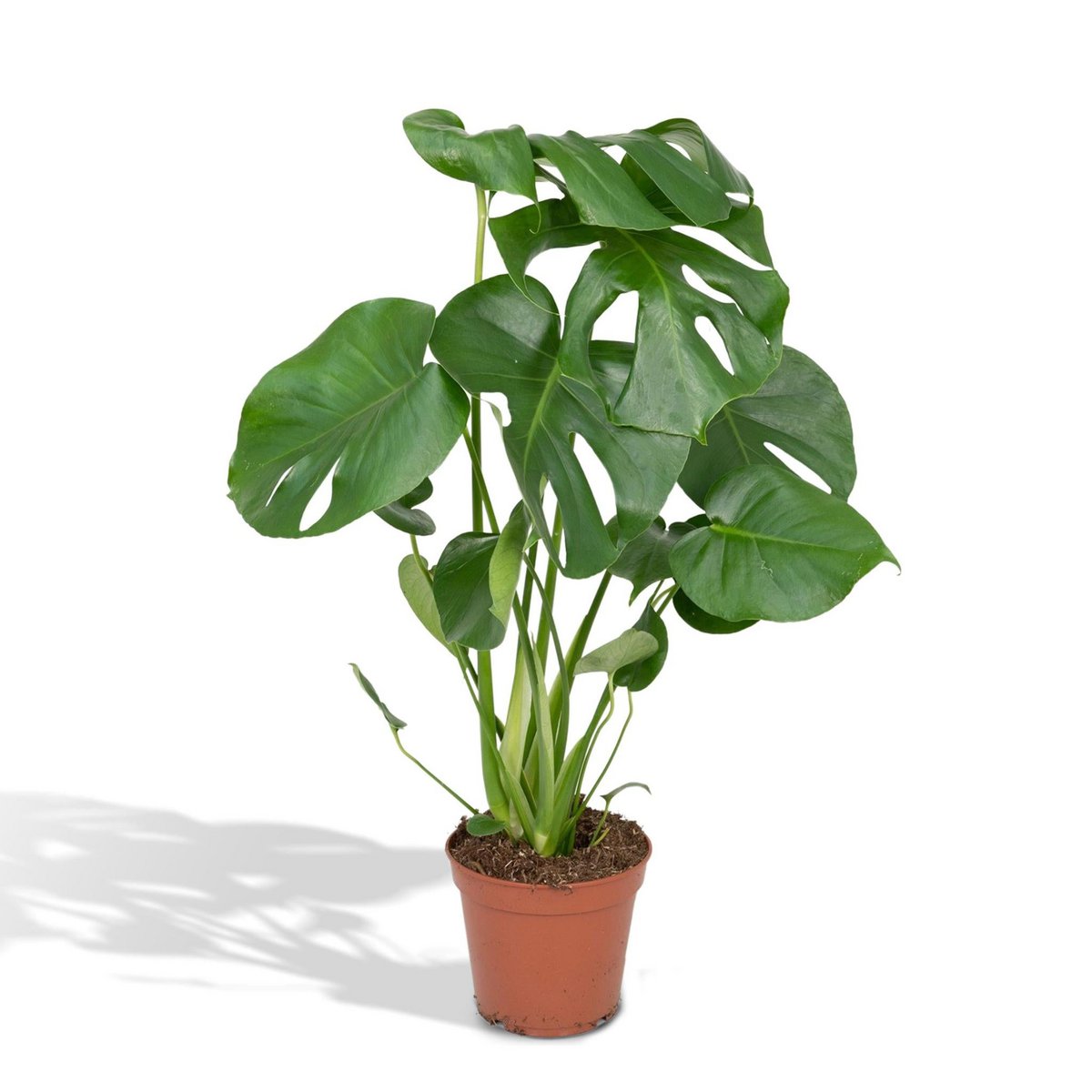 Monstera deliciosa Lochpflanze im Ø17 cm Topf, ca. 55 cm freigestellt auf weißem Hintergrund