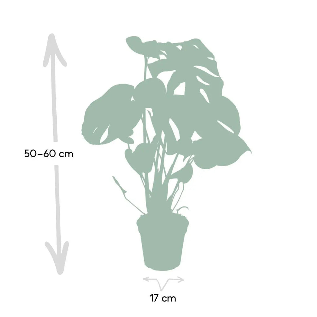 Monstera deliciosa Lieferhöhe ca. 55 cm – Größenvergleich bei Lieferung