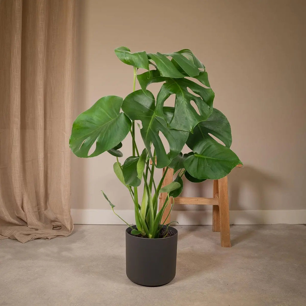 Monstera deliciosa Lochpflanze im Ø17 cm Topf, ca. 55 cm hoch, dekoriert im Wohnzimmer mit anthrazitem Übertopf