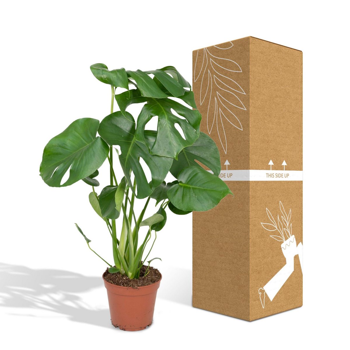 Monstera deliciosa im Ø17 cm Topf neben bruch- und transportsicherer Versandverpackung