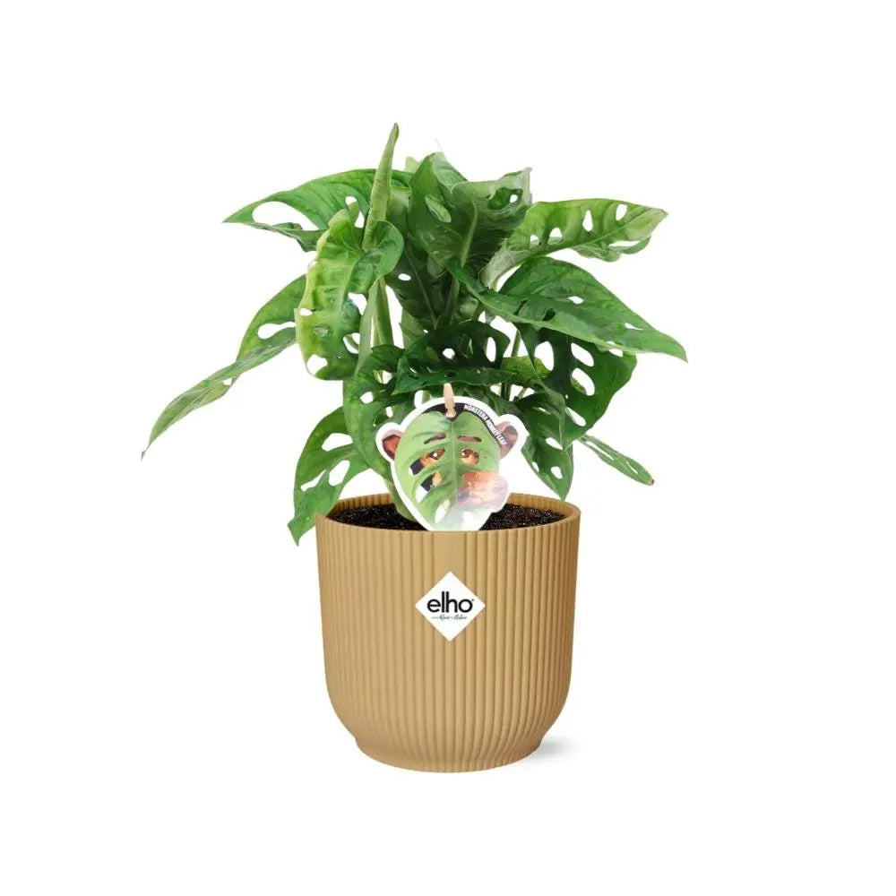 Monstera deliciosa als Zimmerpflanze – große tropische Blätter mit Blattfenstern