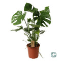 Detail der Monstera-Blätter mit typischen Löchern und Einschnitten