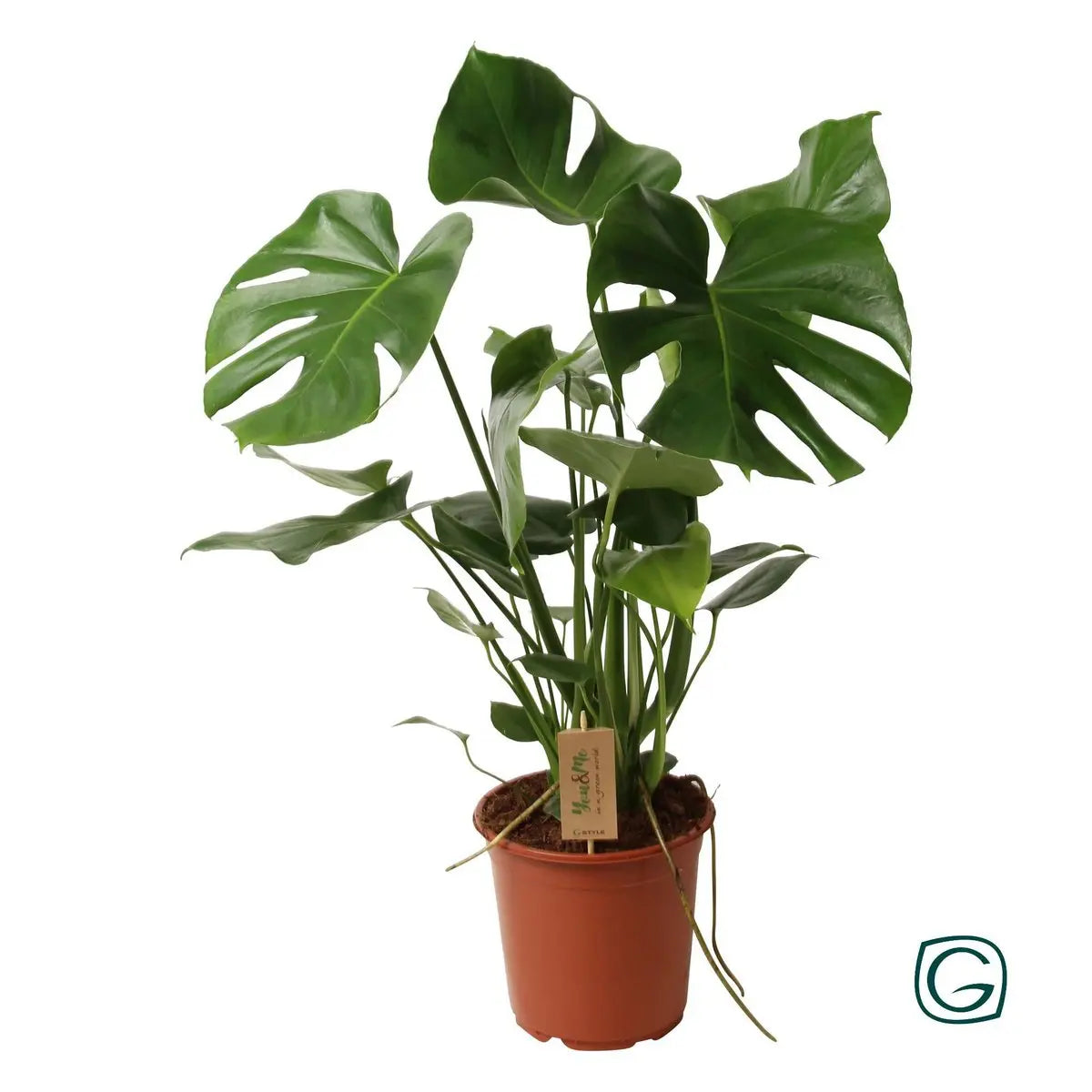 Detail der Monstera-Blätter mit typischen Löchern und Einschnitten