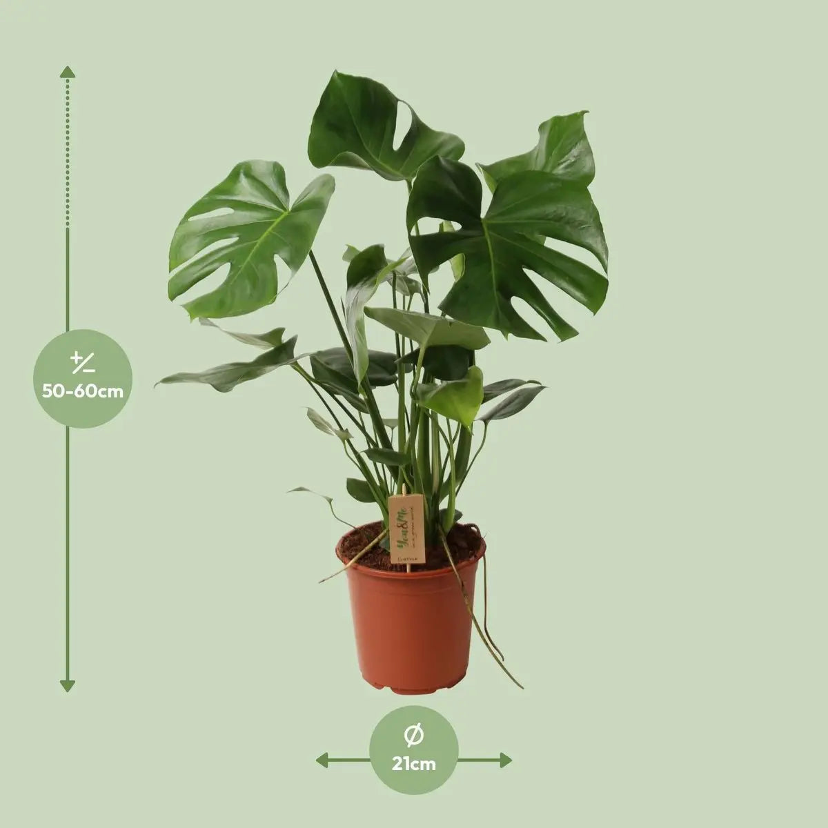 Monstera deliciosa (Gatenpflanze) im Kulturtopf Ø21 cm, ca. 55 cm – Gesamtansicht