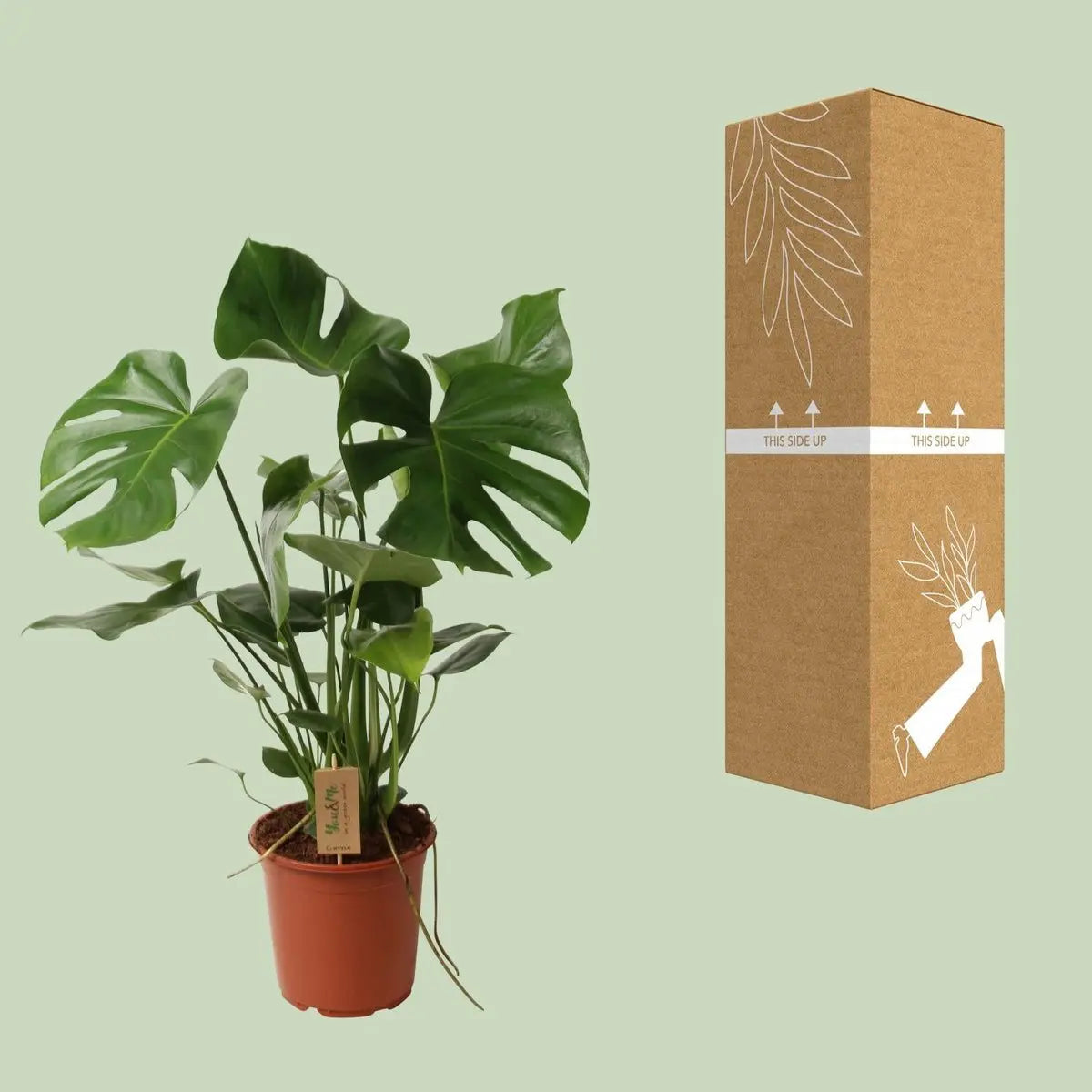 Monstera deliciosa in Ø21 cm Topf – Lieferzustand und Topfansicht
