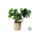 Monstera Fensterblatt – geschlitzte Blätter mit typischen Durchbrüchen Detailaufnahme