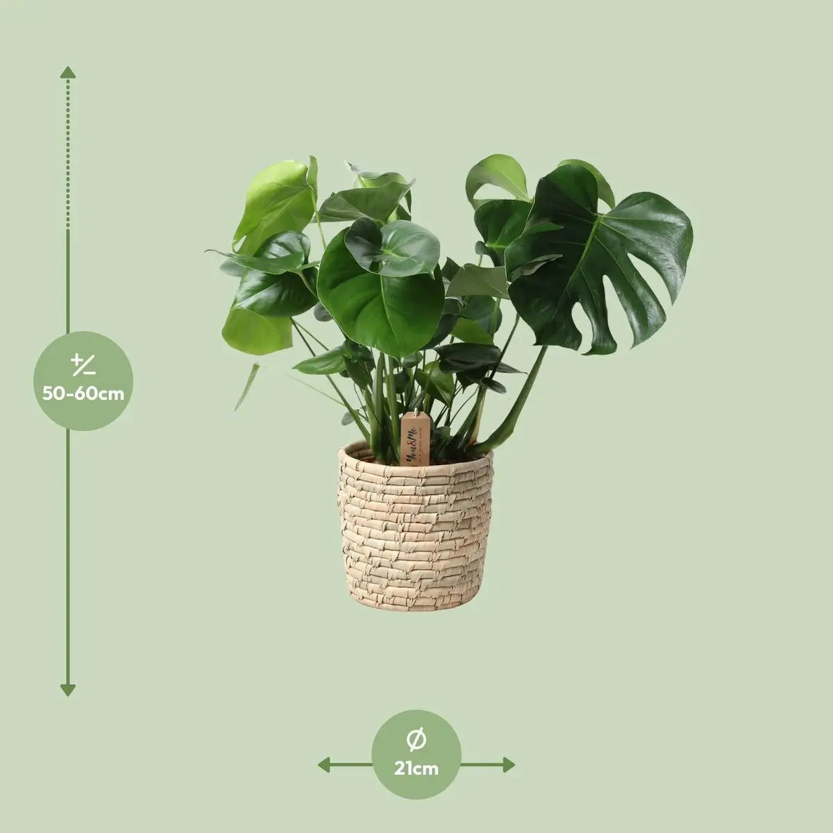 Monstera im Korb Palmleaf Ø21 cm ca. 60 cm – Fensterblatt Gesamtansicht