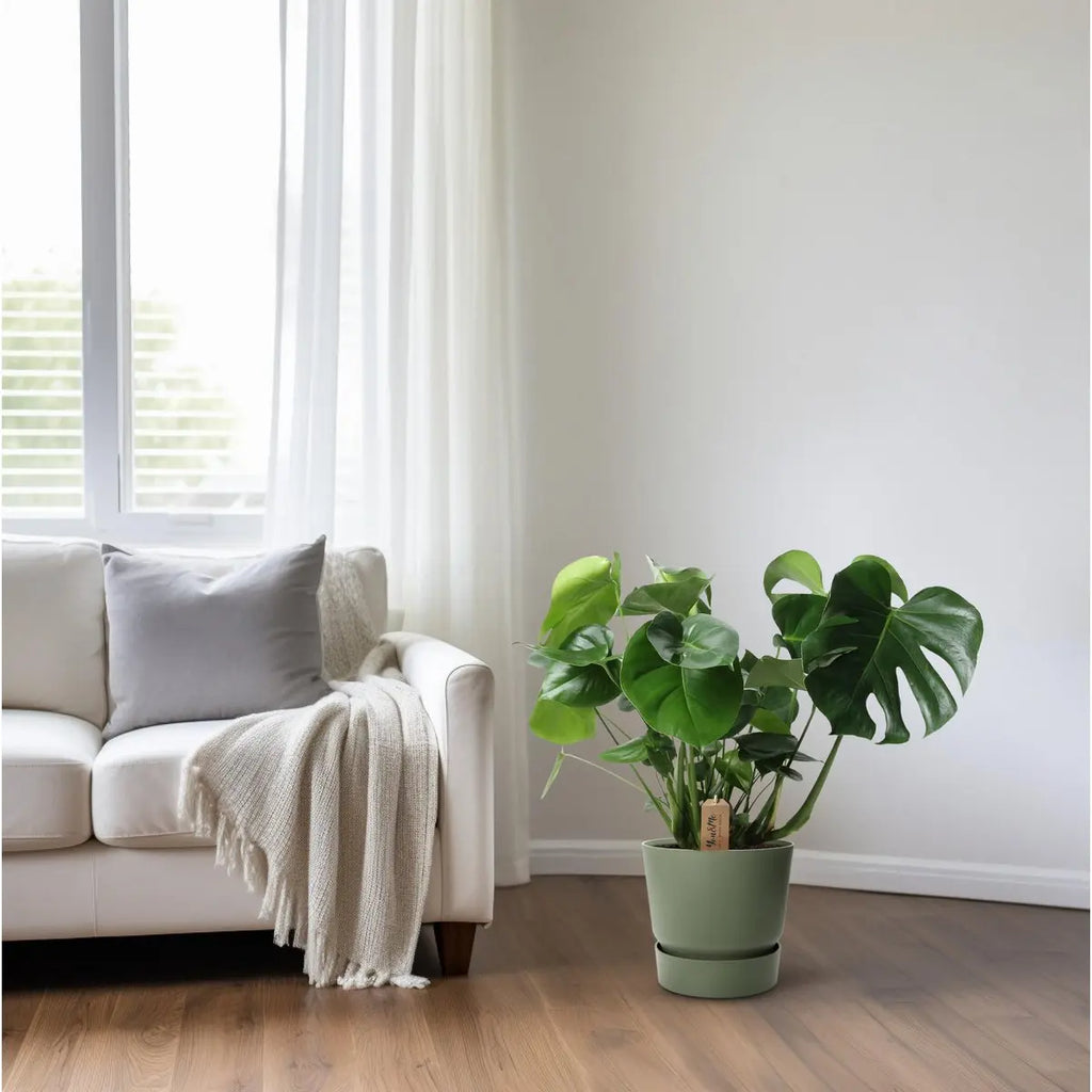 Monstera im Palmleaf-Korb als Deko – wohnfertiger Blickfang im Wohnzimmer