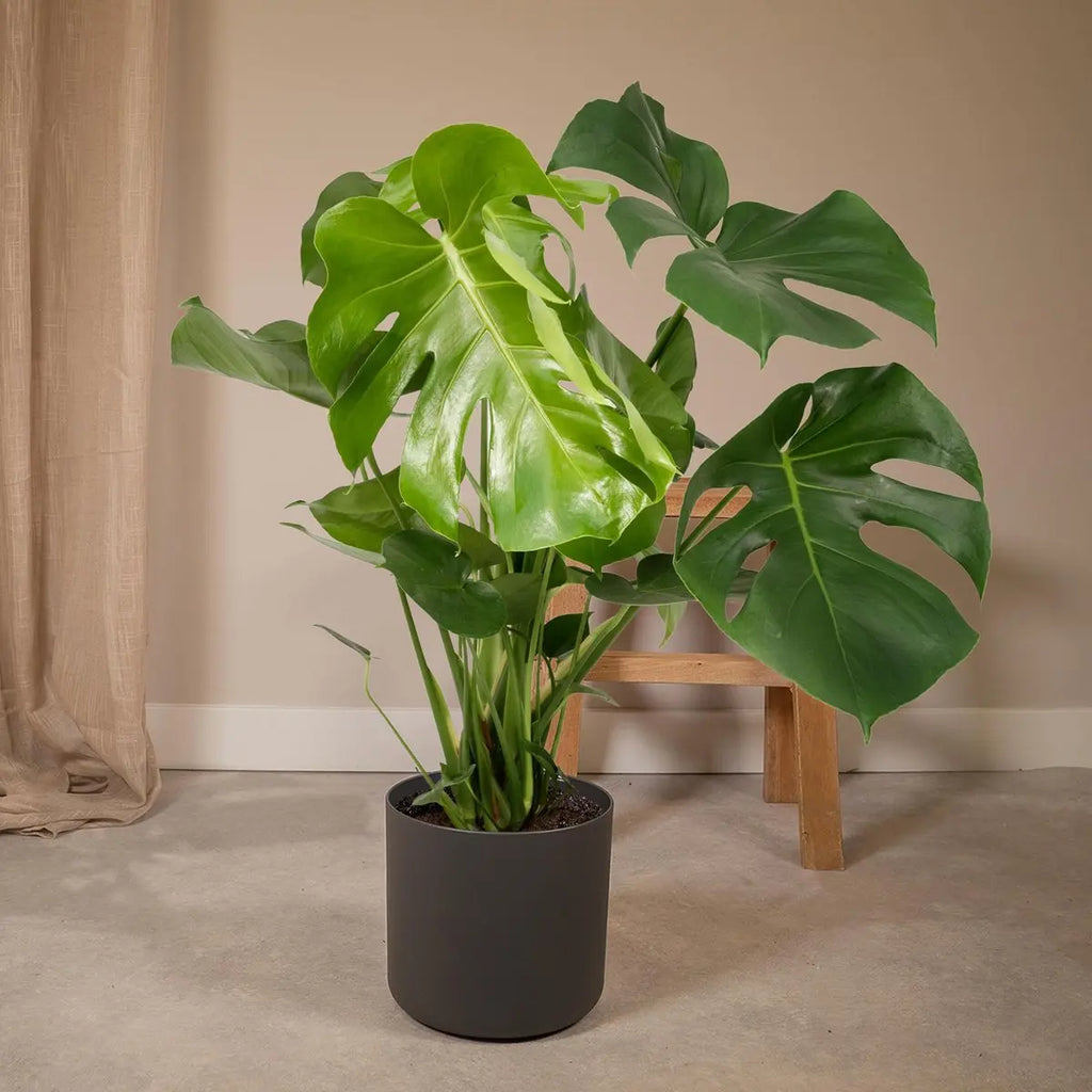 monstera lochpflanze pflegeleicht hell halbschattig