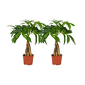 Pachira aquatica Wredt Stam Ø12 cm ca. 35 cm – Glückskastanie Gesamtansicht