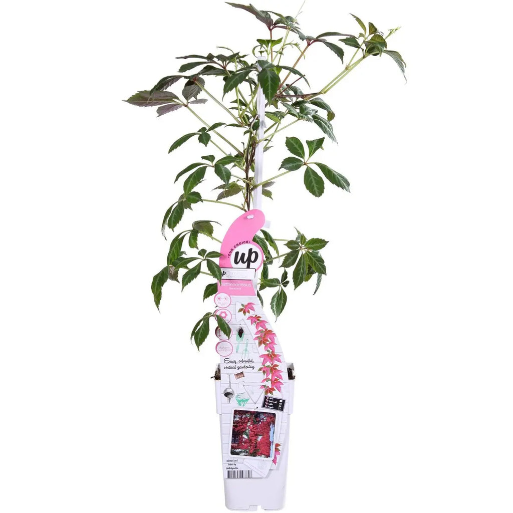 parthenocissus-henryana-silberzeichnung-1