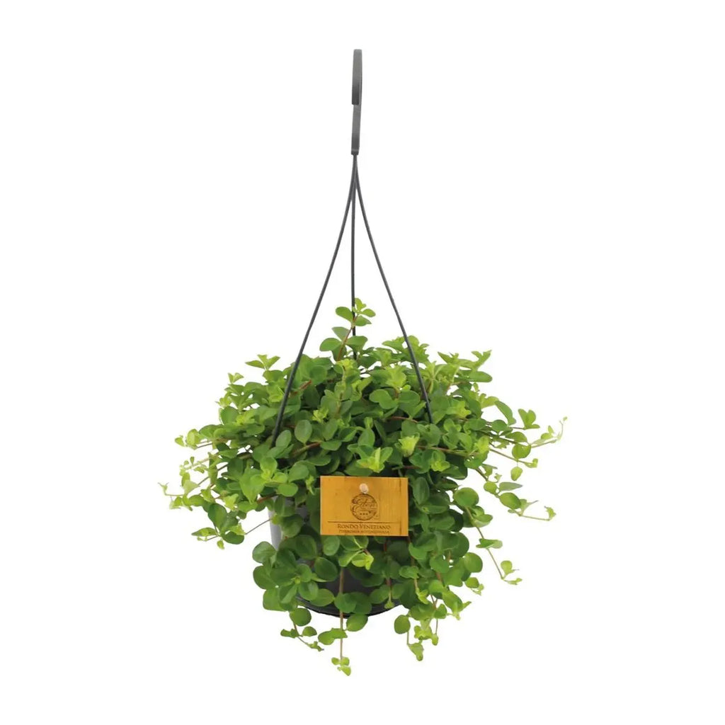 Peperomia Blattdetail – dichtes, dekoratives Grün für Innenräume