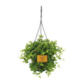 Peperomia Blattdetail – dichtes, dekoratives Grün für Innenräume