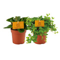 Peperomia Duo (2 Zimmerpflanzen) im Set – Gesamtansicht mit kompaktem Wuchs