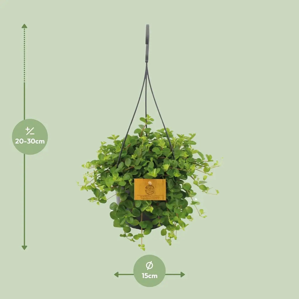 Peperomia Zimmerpflanze Ø15 cm – ca. 25 cm hoch, kompakt und dekorativ