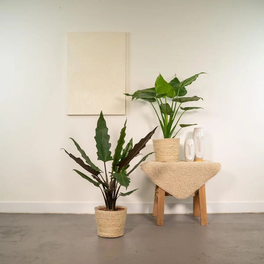 Tropisches Alocasia Pflanzenset als Urban-Jungle Styling im Wohnraum