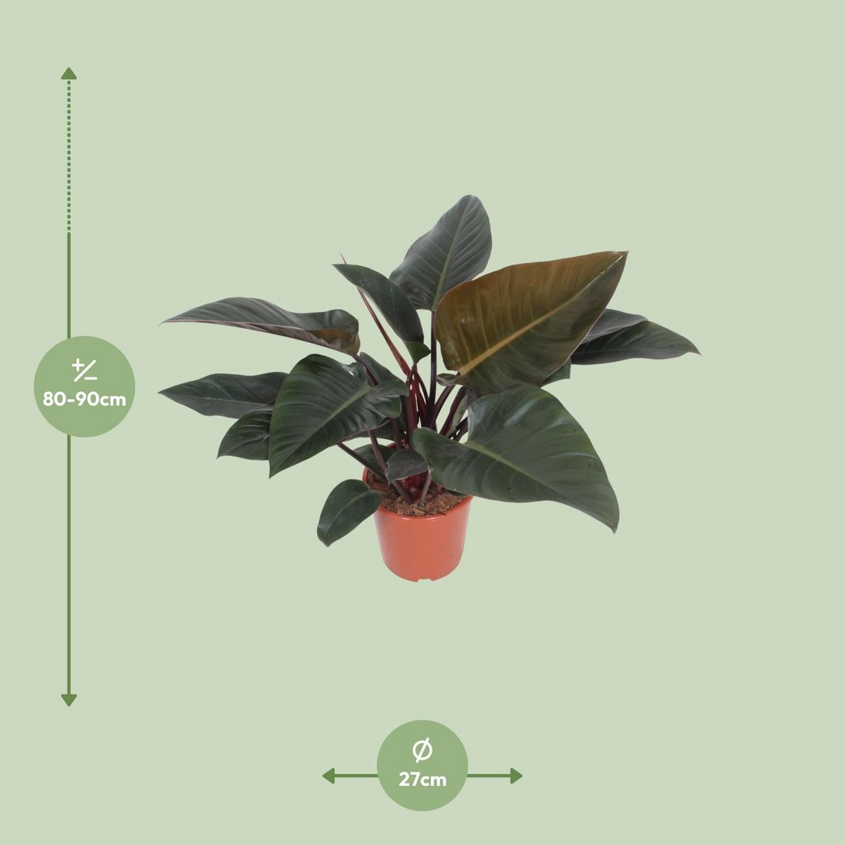 Philodendron Congo Rot ca 80 cm Höhe im Wohnzimmer Größenvergleich