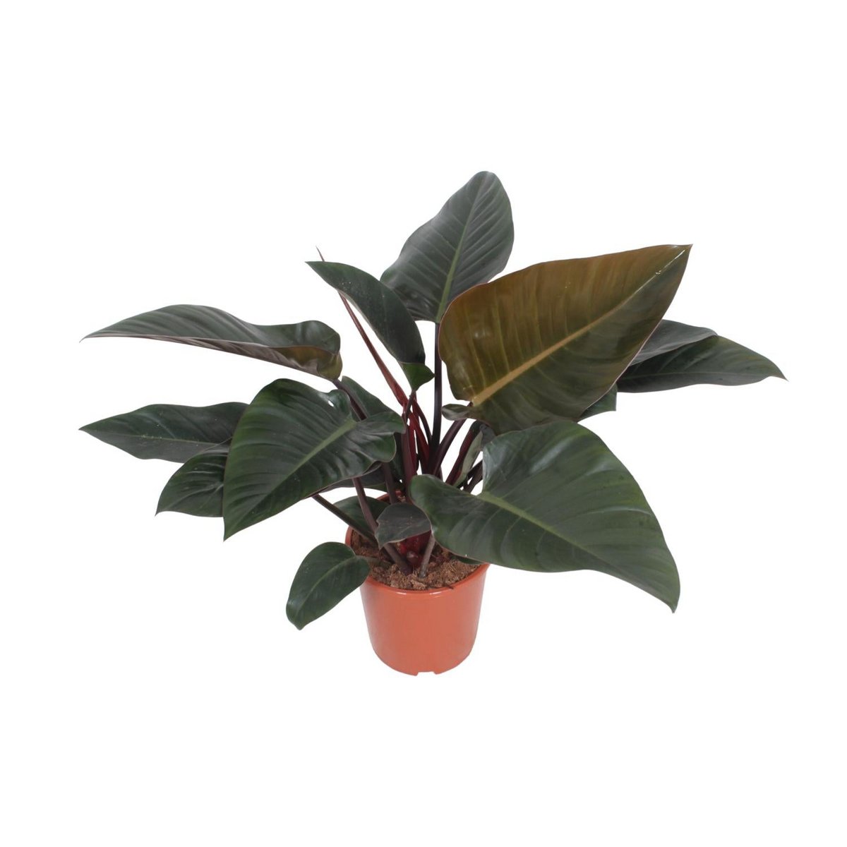 Philodendron Congo Rot Zimmerpflanze rote Blätter Ø27 cm