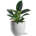 Philodendron Green Princess Ø12 cm ca. 25 cm – glänzende Zimmerpflanze Gesamtansicht