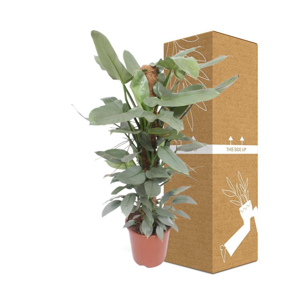 Philodendron hastatum P12 neben bruch- und transportsicherer Versandverpackung