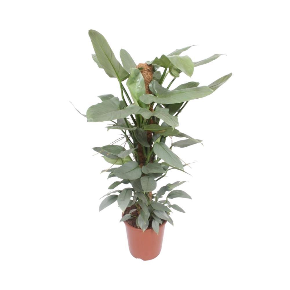 philodendron-hastatum-silver-sword-p12-freigestellt-weisser-hintergrund