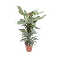 philodendron-hastatum-silver-sword-p12-freigestellt-weisser-hintergrund