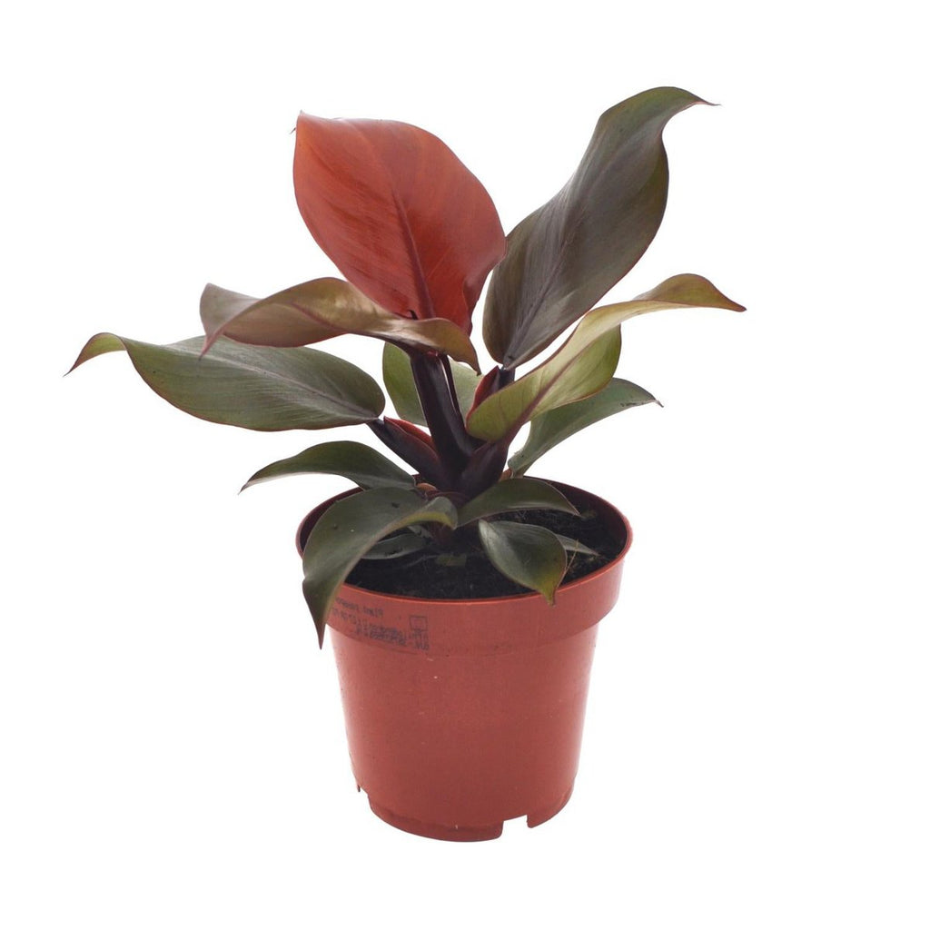 Philodendron Imperial Red im Ø12 cm Topf freigestellt auf weißem Hintergrund, ca. 25 cm