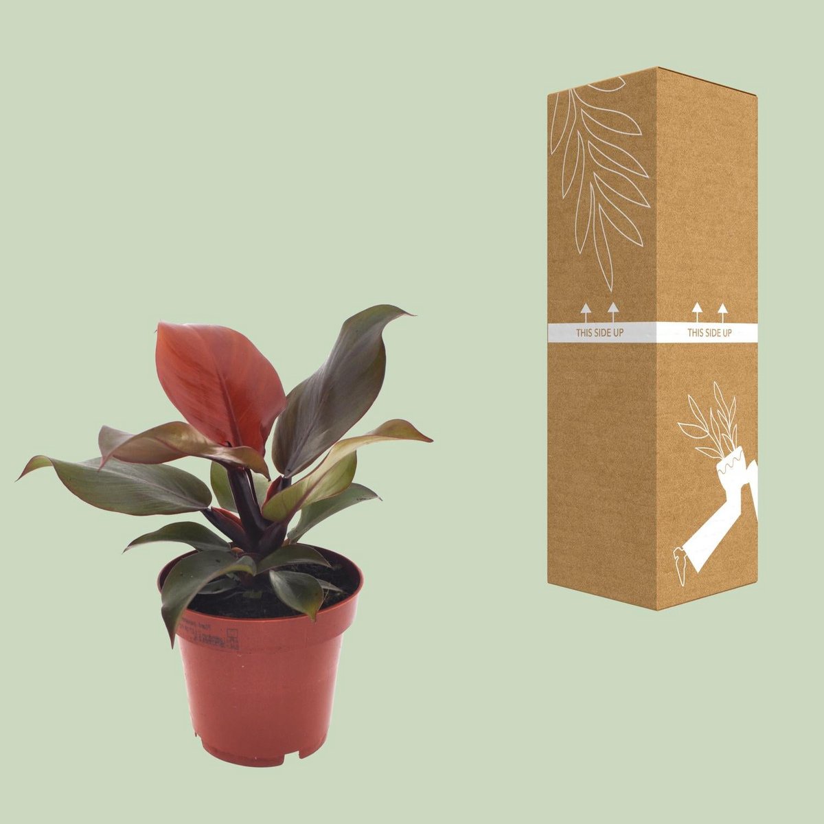 Philodendron Imperial Red neben bruch- und transportsicherer Versandverpackung