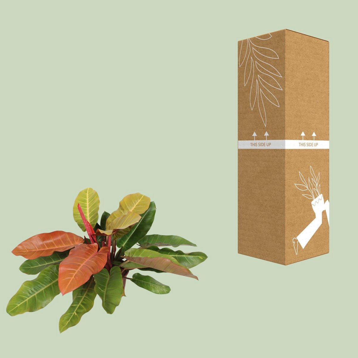 Glänzende Blätter und Blattstruktur – Philodendron Prince of Orange