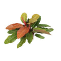 Philodendron Prince of Orange Ø27 cm, ca. 75 cm – Gesamtansicht