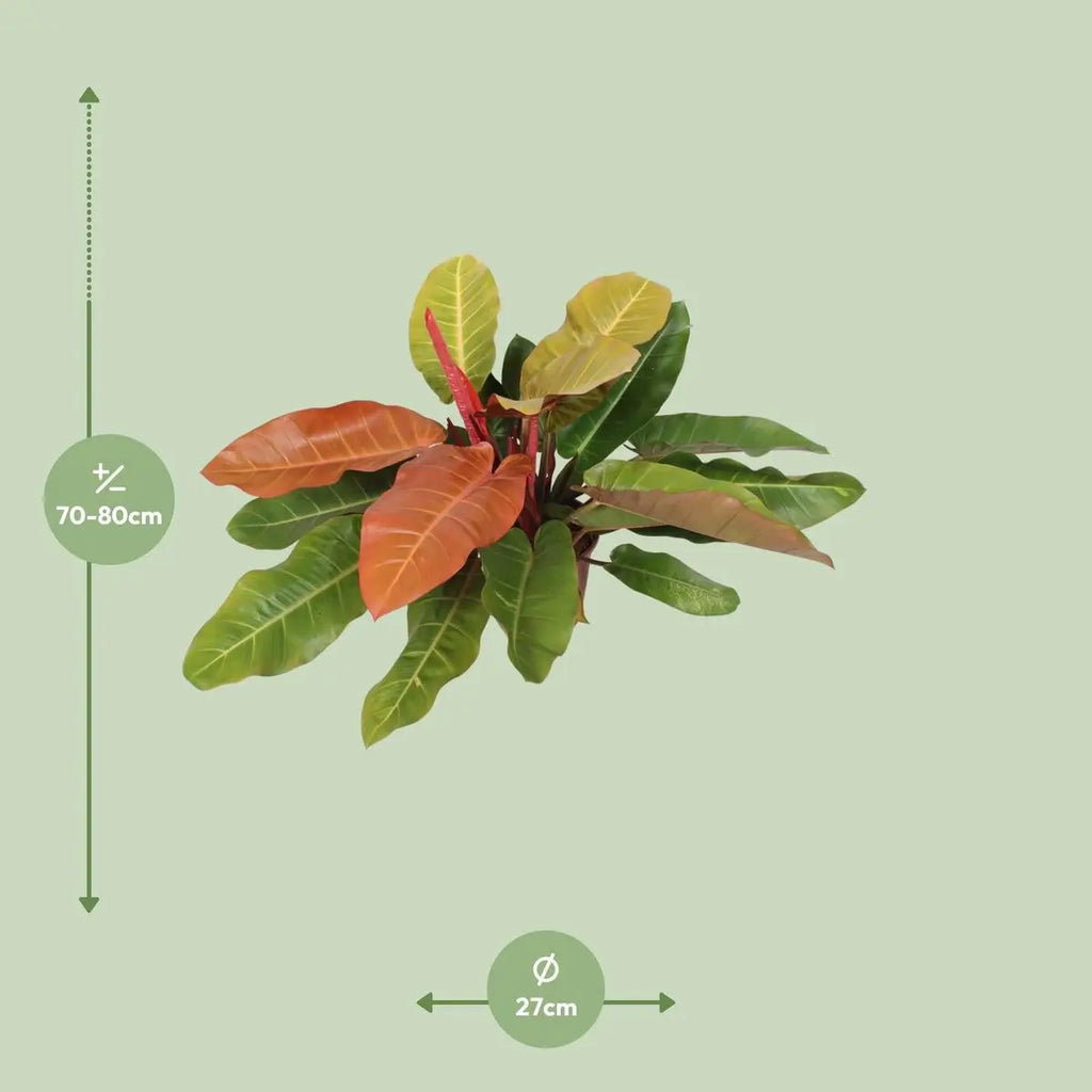 Topfgröße Ø27 cm – Philodendron Prince of Orange Größenvergleich