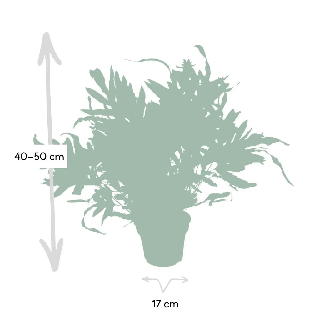 Phlebodium aureum ‘Blue Star’ im Kulturtopf Ø12 cm, ca. 35 cm – Gesamtansicht