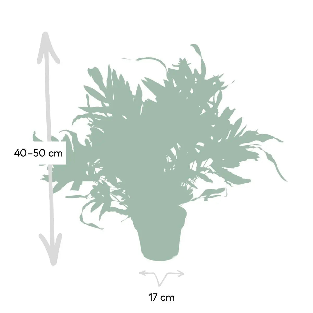 Phlebodium aureum ‘Blue Star’ im Kulturtopf Ø12 cm, ca. 35 cm – Gesamtansicht