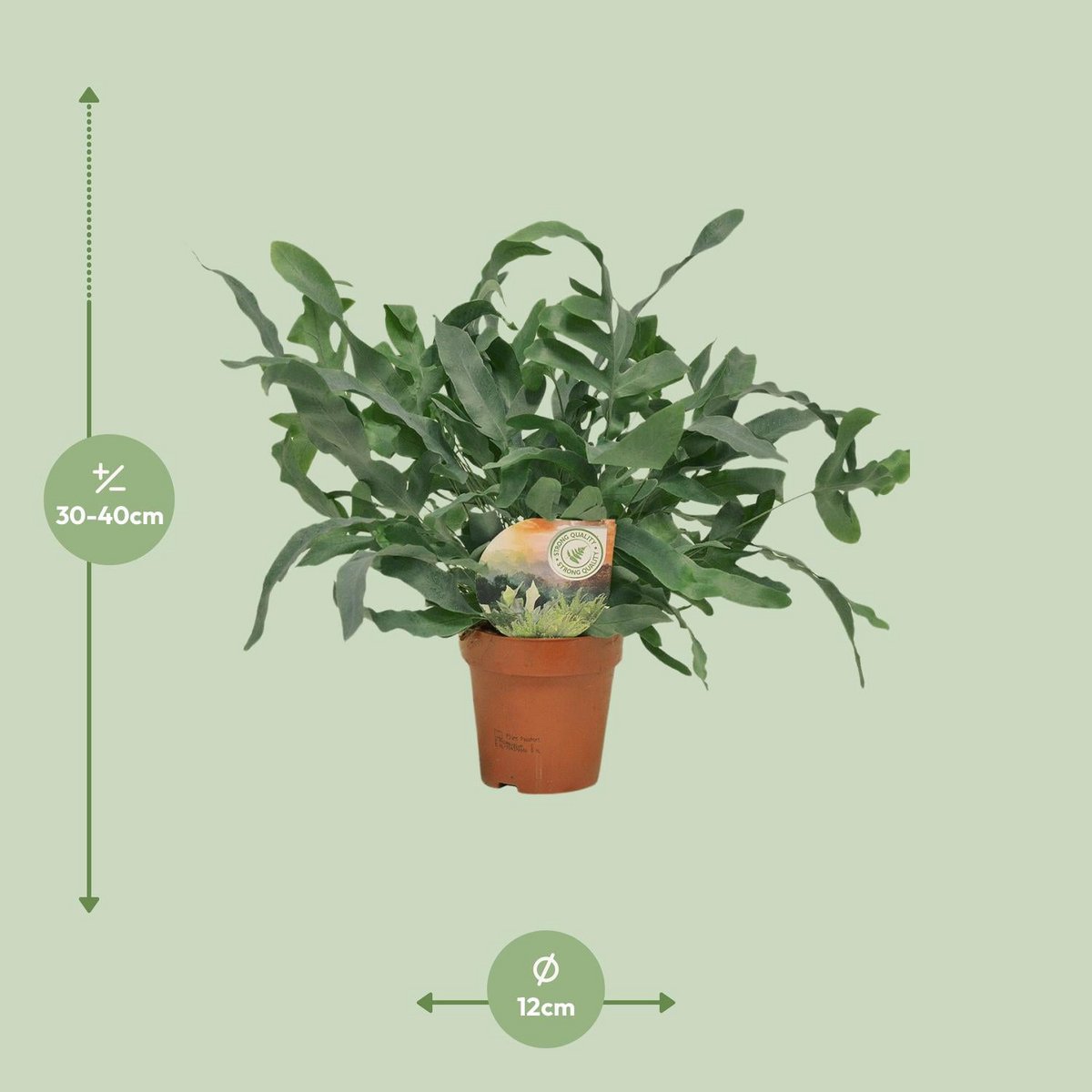 phlebodium-blue-star-farn-12cm-35cm-