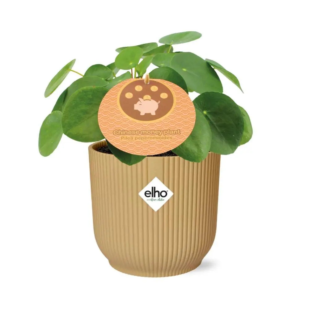 Silbernes Blattmuster der Aluminium-Pflanze – detailreiche Zeichnung auf grünem Blatt