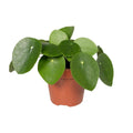 „Silbrig gemustertes Blatt der Pilea cadierei (Aluminium-Pflanze)“